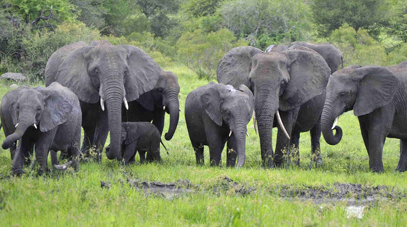 Elephants