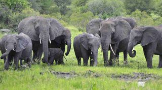 Elephants