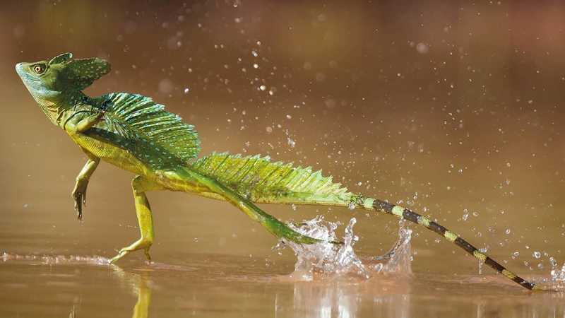 basilisk lizards