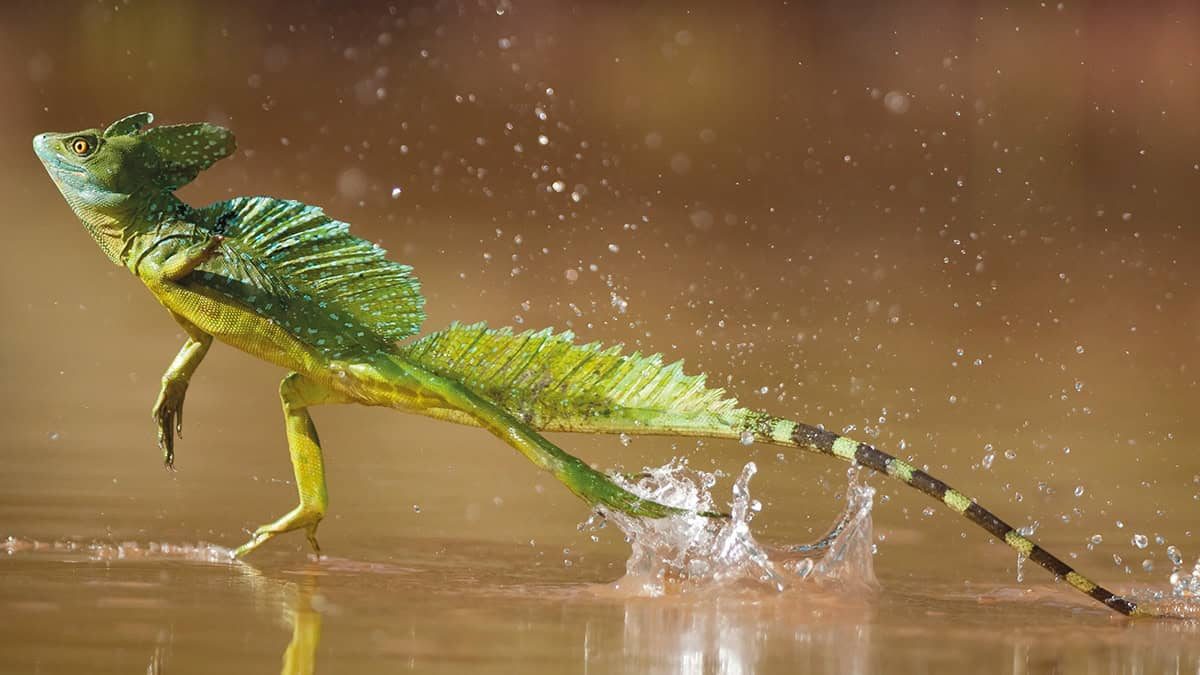 Reptiles With Exotic Abilities