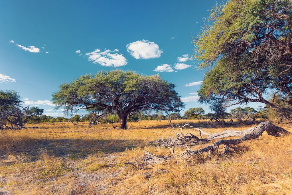 Iconic Animals: Animals in Southern Africa