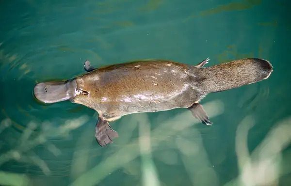 Duck or Beaver? All About Platypus