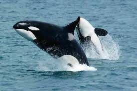 The Brutal Genius of Ocean: Orca Whales