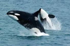 The Brutal Genius of Ocean: Orca Whales
