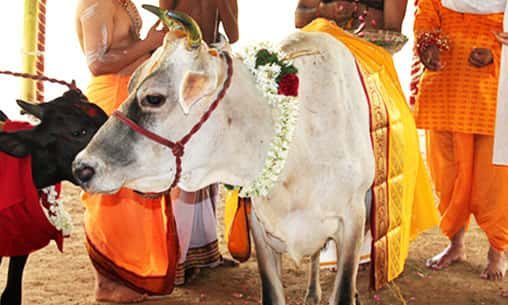Sacred Cows in Hinduism