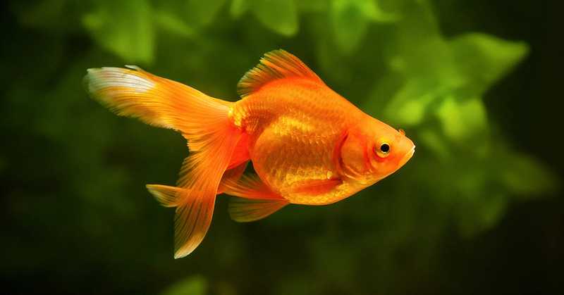 goldfish