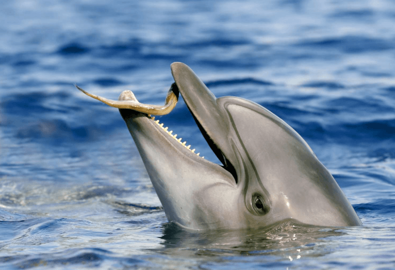The Playful Psychopath of Nature
