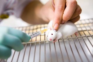 Animal Testing