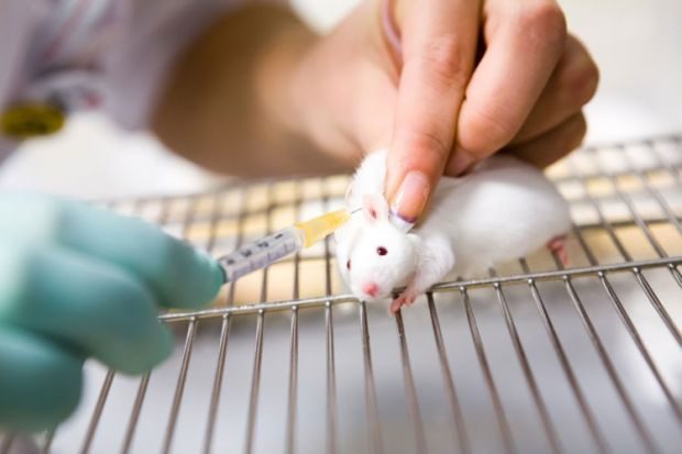 Animal Testing