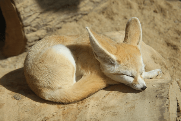Desert Fox