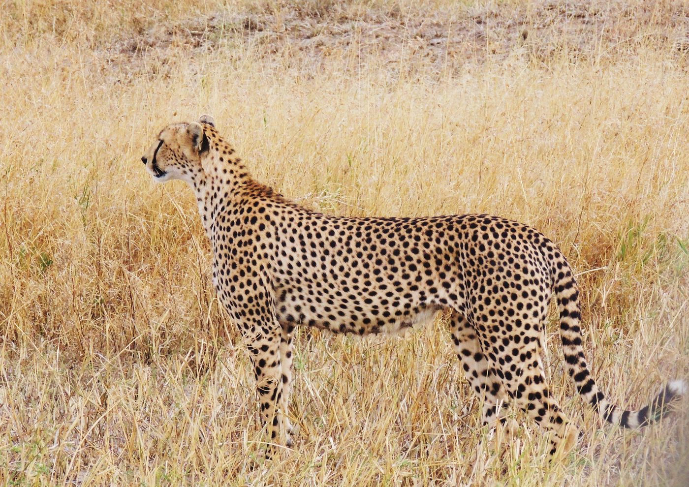 Cheetahs