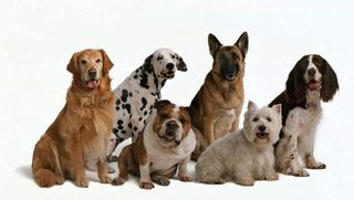 Dogs