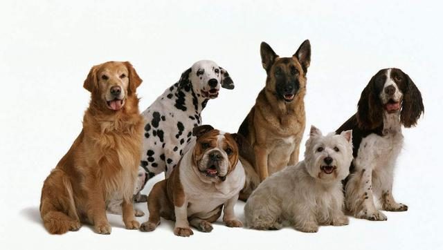 Dogs
