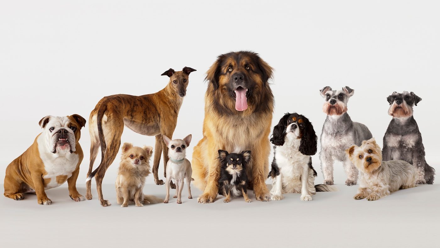 History of Dogs