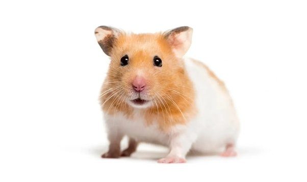 Hamsters
