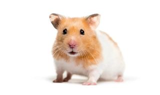 Hamsters