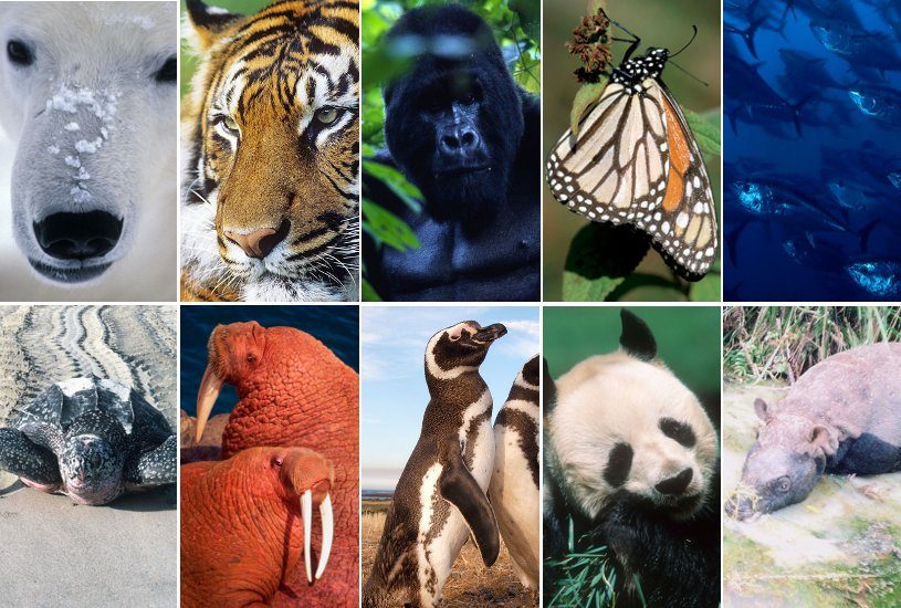 Causes and Effects of Endangered Species