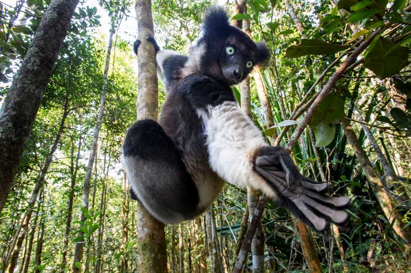 Black Lemur