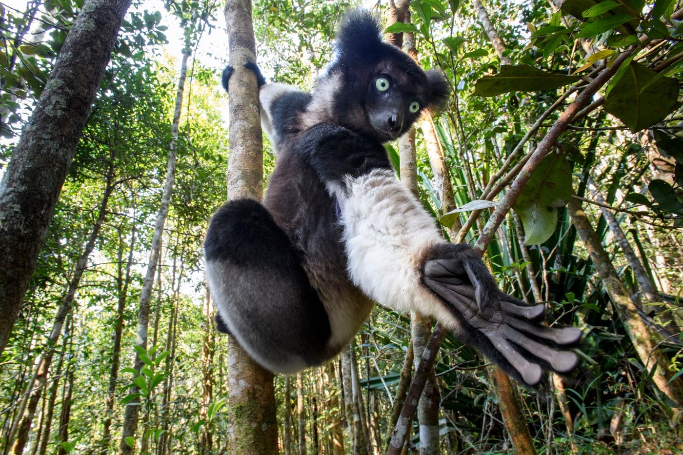 Animals That Get “High”