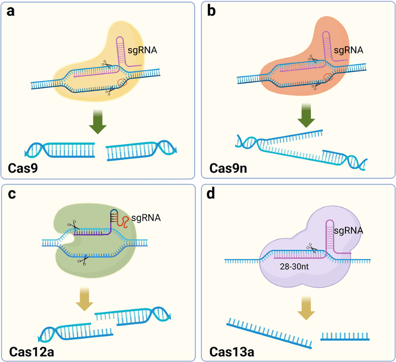 crispr