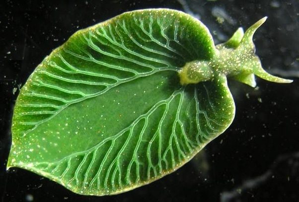Exotic Creatures That Do Photosynthesis