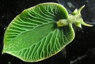 Exotic Creatures That Do Photosynthesis
