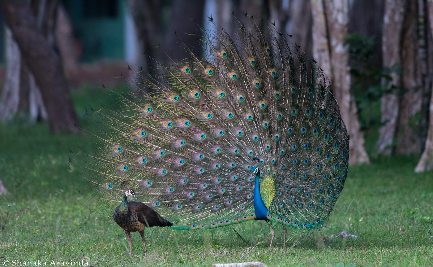 Unique Courtship Display of Animals