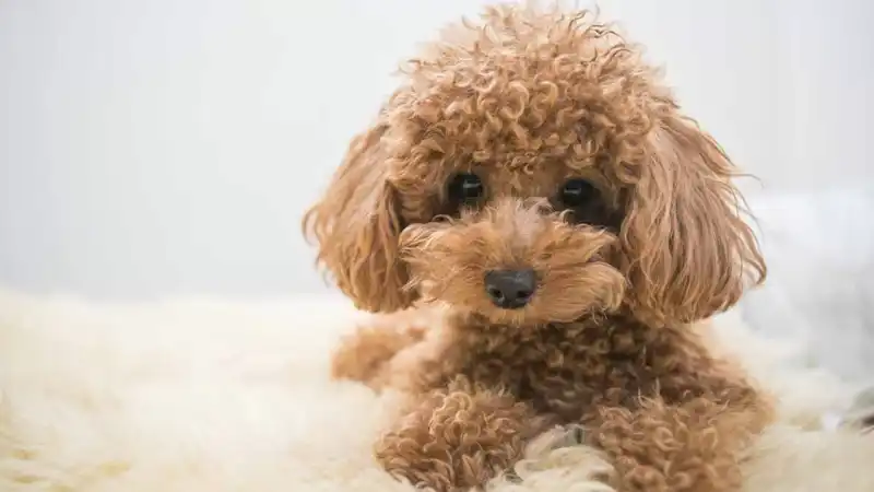 toy_poodle