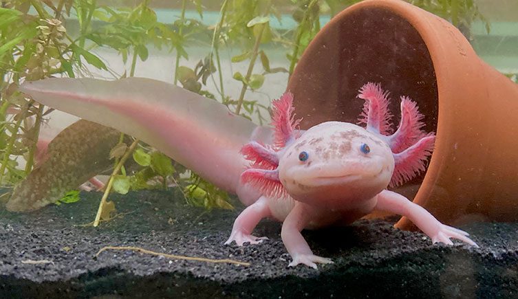 Animal Adaptation: Axolotl