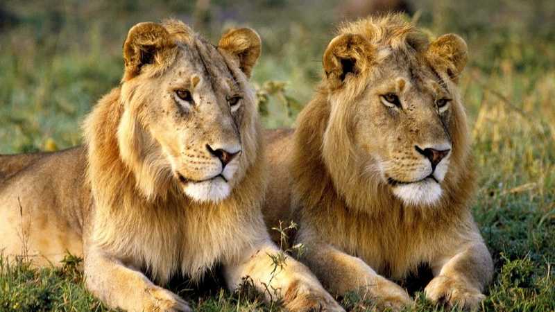 lions