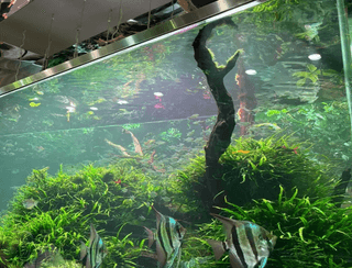 Aquarium : A Small but Complex Ecosystem