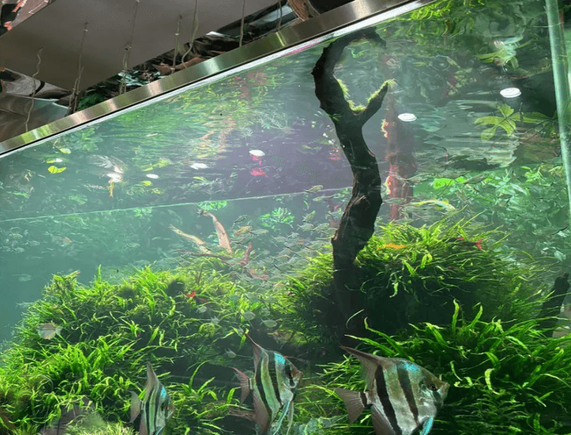 aquarium