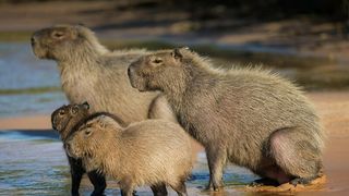 Largest Rodent on Earth: Capybara